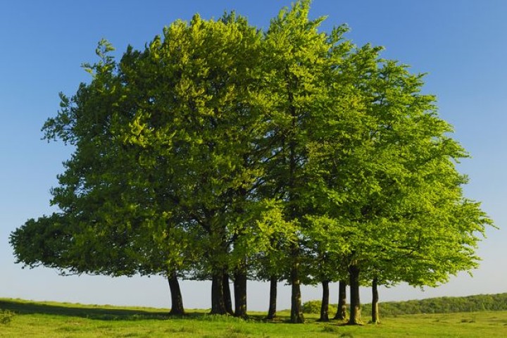 Top 22 Benefits of Trees